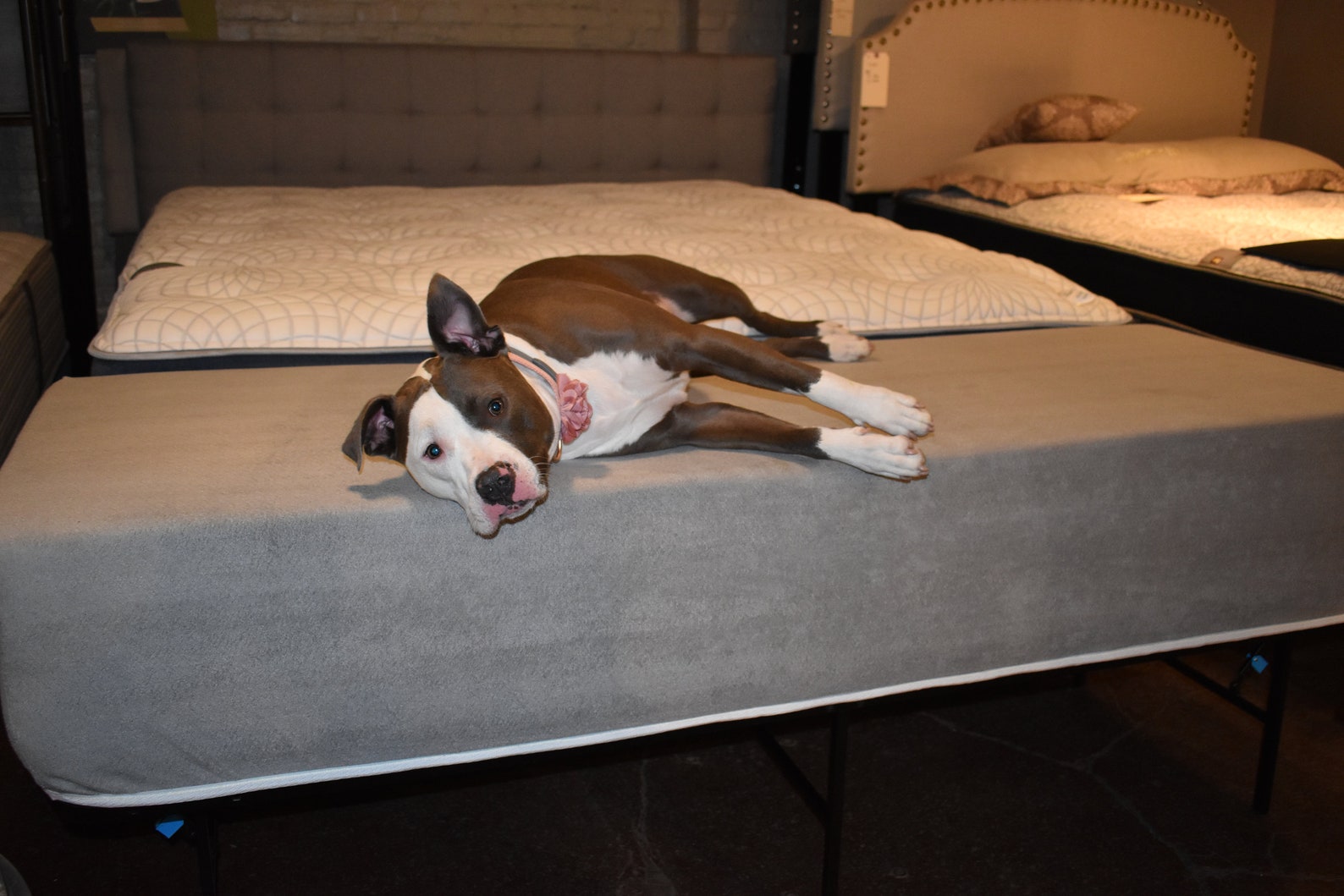 sydney sleep mattress creative pet solutions