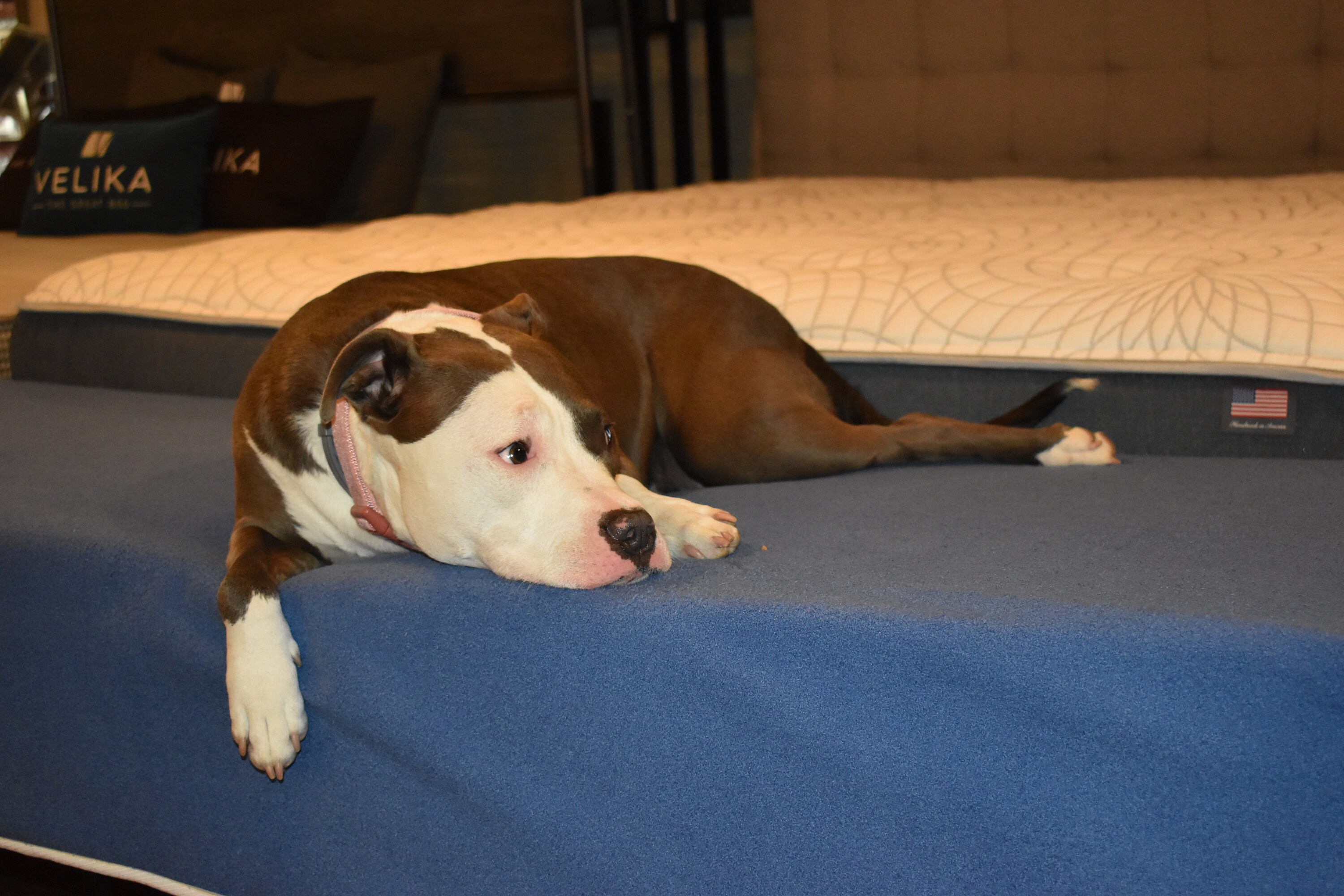 10 Dog Bed Mattress Extender Kit Elevated Dog Bed Etsy