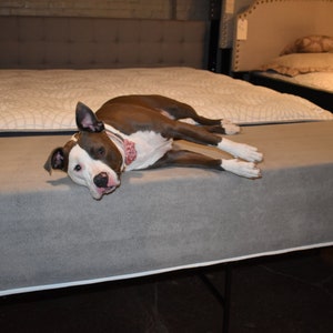 May include: A brown and white dog with a pink collar is lying on a gray mattress. The dog is looking at the camera with its head tilted to the side.