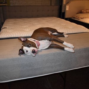 May include: A brown and white dog with a pink collar is lying on a gray mattress. The dog is looking at the camera with its tongue sticking out.