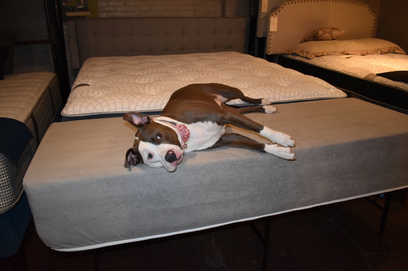 May include: A brown and white dog with a pink collar is lying on a gray mattress. The dog is looking at the camera with its tongue sticking out.