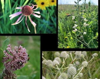 Organic Wildflower Seed Mix: Pollinator Garden Seeds