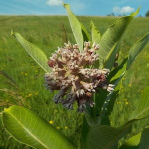 Certified Organic, Common Milkweed Seed, Native, Wildflower, Heirloom, Pollinator, Seed, Monarch