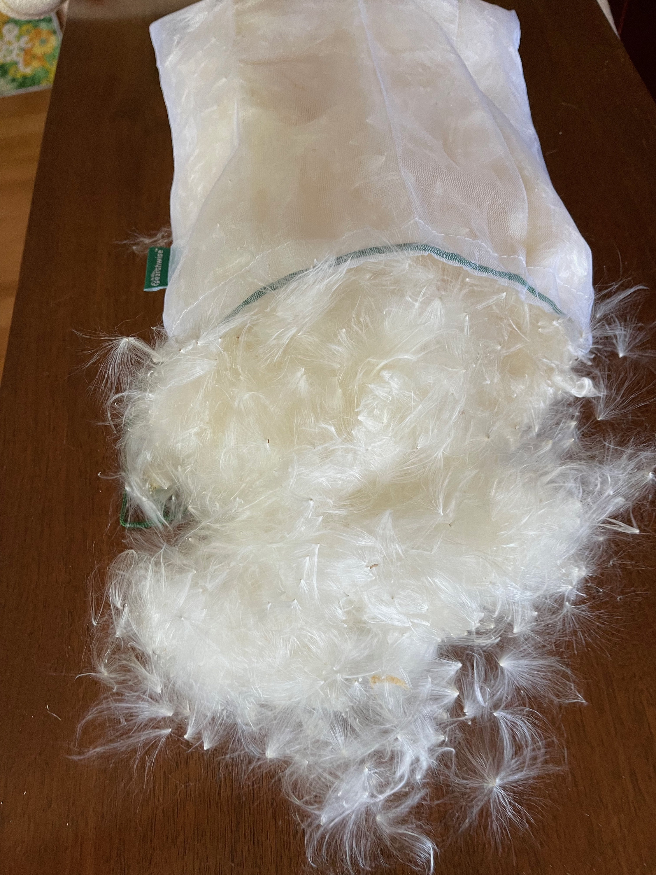 Milkweed Floss Silk Fiber or Fluff Wind Indicator for Etsy Canada