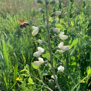 May include: A bumblebee flies near a stalk of white flowers with green stems and leaves. The flowers are in bloom and have a delicate, bell-shaped appearance.