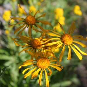 Original Tallgrass Prairie Wildflower Photo Notecards, Nature, Prairie Plants, Bumble Bee in Flight, Blank Inside, Gift for Her or Gardeners