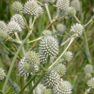 Rattlesnake Master, Eryngium yuccifolium, Pollinator, Wildflower, Native, Heirloom, Forb, Certified Organic Seed