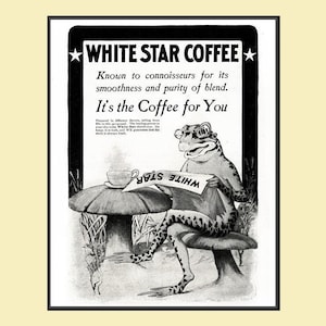 May include: Vintage black and white advertisement for White Star Coffee. The ad features a frog wearing glasses, seated and reading a newspaper with the coffee brand name. Text includes "Known to connoisseurs for its smoothness and purity of blend."