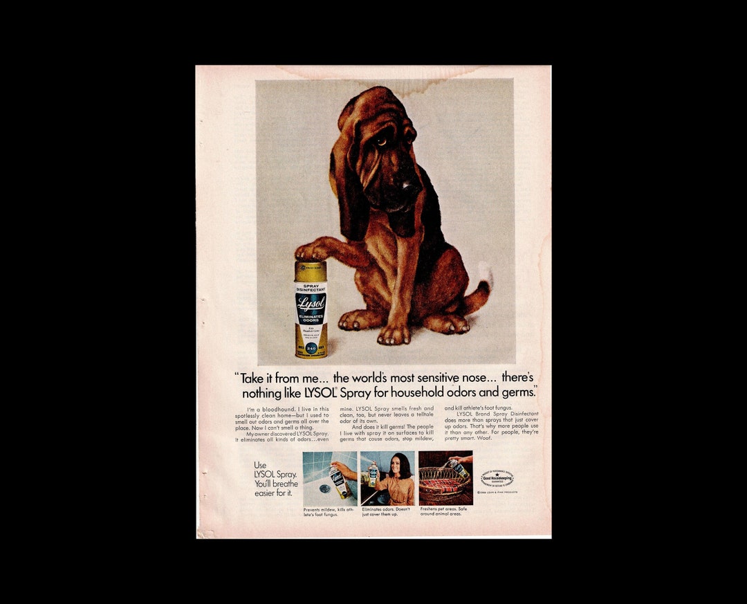 1969 Lysol bloodhound Dog Magazine Ad Etsy