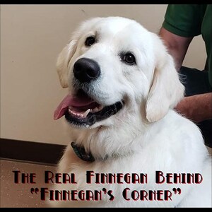 Op de afbeelding: Een witte Golden Retriever met een zwarte halsband en de tong uit de bek. De tekst onderaan luidt: The Real Finnegan Behind "Finnegan's Corner". De hond heeft donkere ogen, een zwarte neus en zachte, lichtgekleurde vacht.