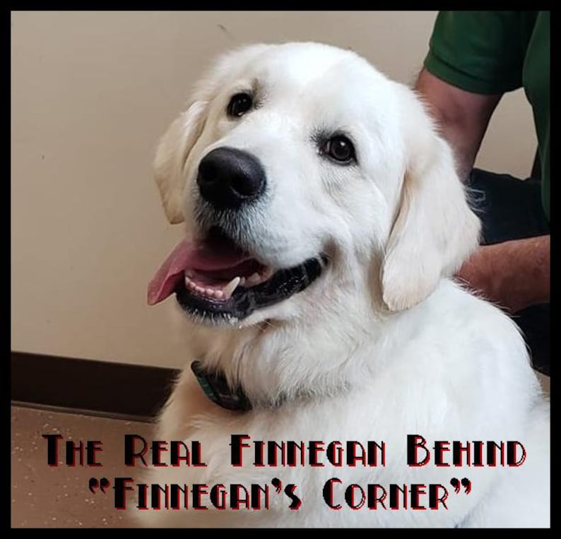 Op de afbeelding: Een witte Golden Retriever met een zwarte halsband en de tong uit de bek. De tekst onderaan luidt: The Real Finnegan Behind "Finnegan's Corner". De hond heeft donkere ogen, een zwarte neus en zachte, lichtgekleurde vacht.