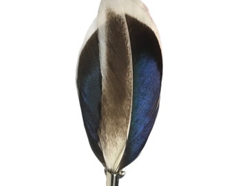 White, Gray, Dark Navy Blue Mallard Duck Feather Lapel Pin