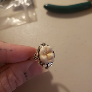 Human molar on art nouveau 925 silver band, adjustable