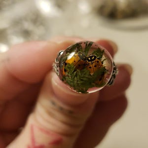 Könnte beinhalten: Ein klarer Harzring mit einem silbernen Band. Das Zentrum des Rings zeigt zwei orangefarbene Marienkäfer und grünes Laub, das in einem klaren, kugelförmigen Harz eingeschlossen ist. Der Ring wird von den Fingern einer Person gehalten.