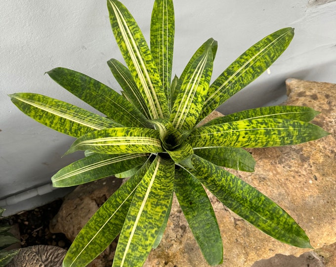 Bromeliad Vrisea ‘Joseph DeLeon’