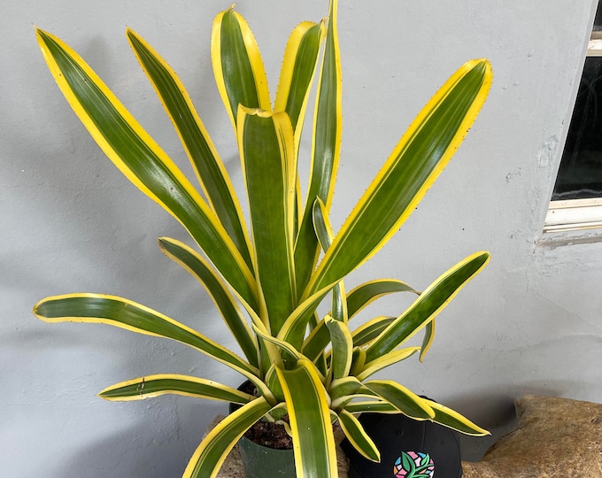 Bromeliad Aechmea 'Nudicaulis Albo'