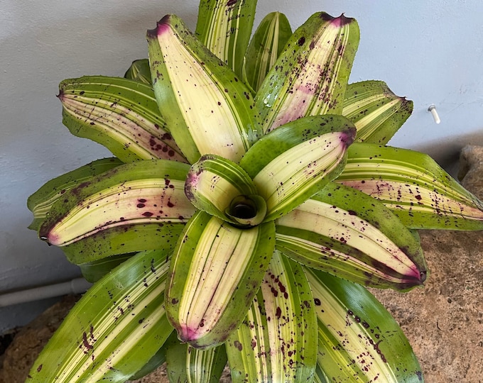 Bromeliad Neoregelia 'Lou Wilson'