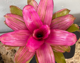 Billbergia vittata ‘Domingos Martins ’ Billbergia vittata cv. 'Domingos Martins' Double headed