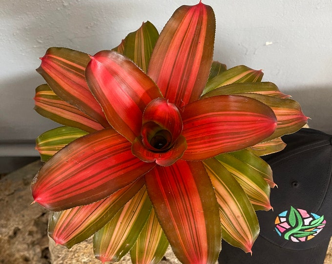 Bromeliad Neoregelia 'Orange Crush'