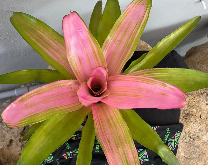Bromeliad Neoregelia 'Cotton Candy'