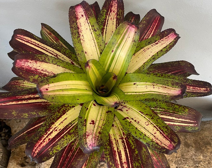 Bromeliad Neoregelia 'Picasso'