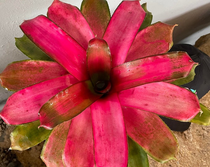 Bromeliad Neoregelia 'Scarlet Charlotte'