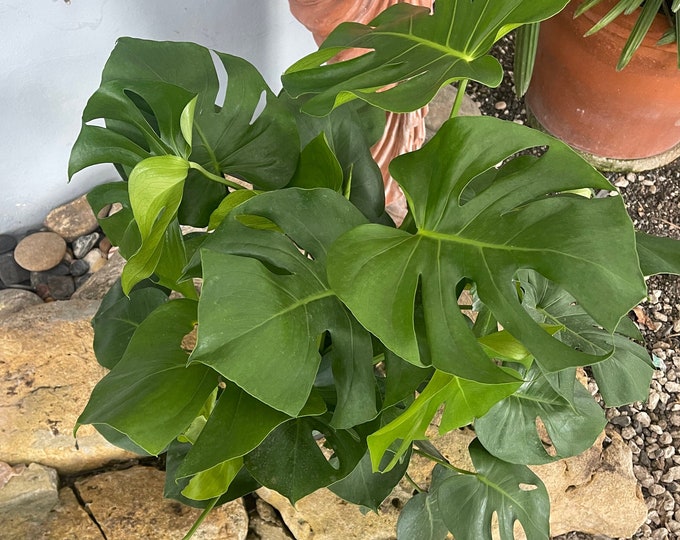 Monstera deliciosa (Swiss Cheese Plant)
