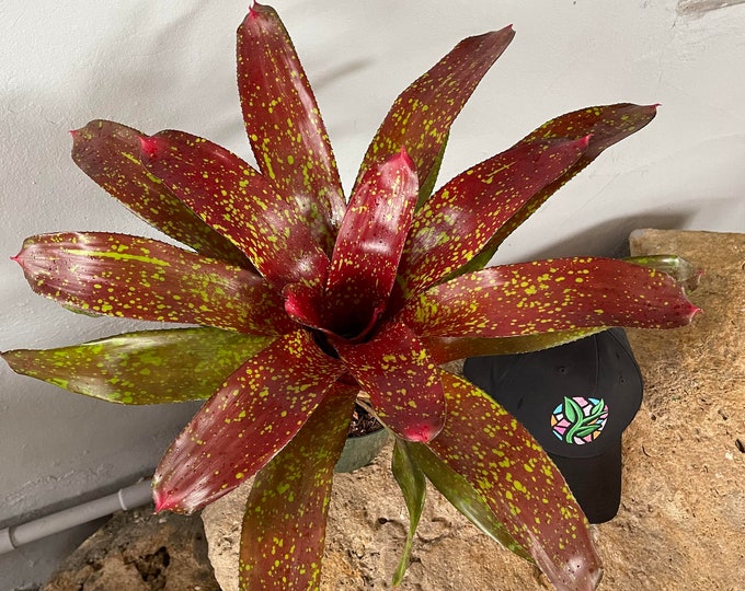 Bromeliad Neoregelia 'Charm'