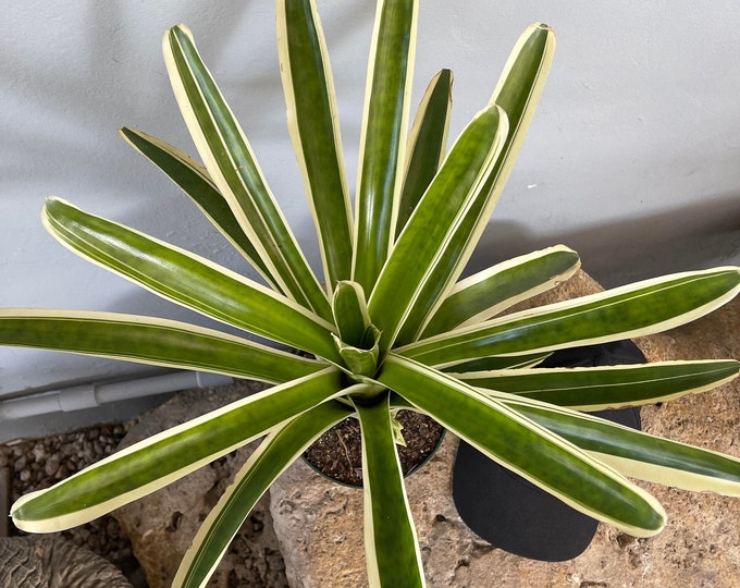 Bromeliad Neoregelia 'Bossa Nova'