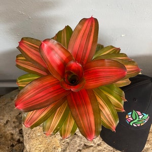 Bromeliad Neoregelia 'Orange Crush'