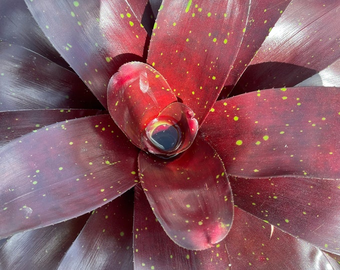 Bromeliad Neoregelia 'Royal Burgandy'