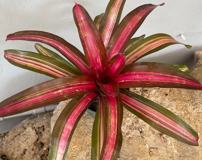 Bromeliad Neoregelia 'Sweet Vibrations'