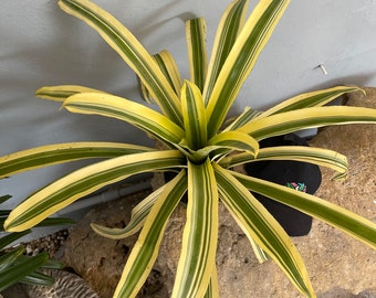 Bromeliad Aechmea 'Reginaldo'