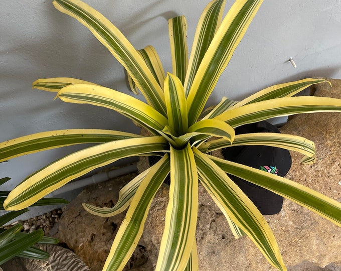 Bromeliad Aechmea 'Reginaldo'
