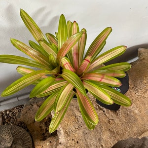 Bromeliad Neoregelia 'Martin'