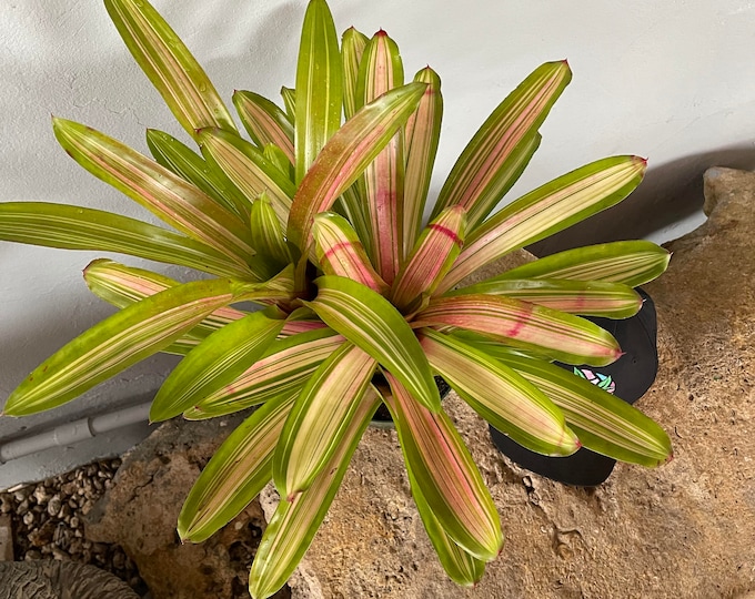 Bromeliad Neoregelia 'Martin'