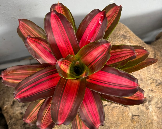 Bromeliad Neoregelia ‘Sangria’