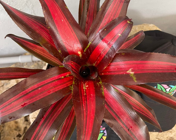 Bromeliad Neoregelia 'Pemiento'