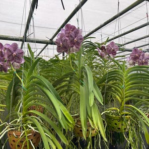 Vanda Orchids with Hanging Pot XL Size