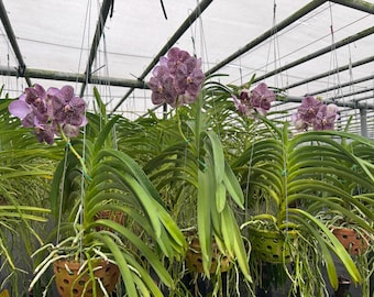 Vanda Orchids with Hanging Pot XL Size
