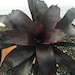 Bromeliad Neoregelia 'VooDoo Doll' - Dark Burgundy & Deep Purple Plant 