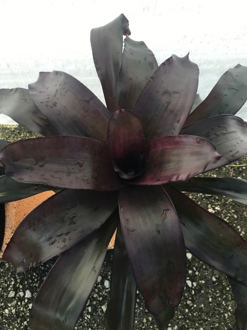 Bromeliad Neoregelia 'VooDoo Doll' - Dark Burgundy & Deep Purple Plant 