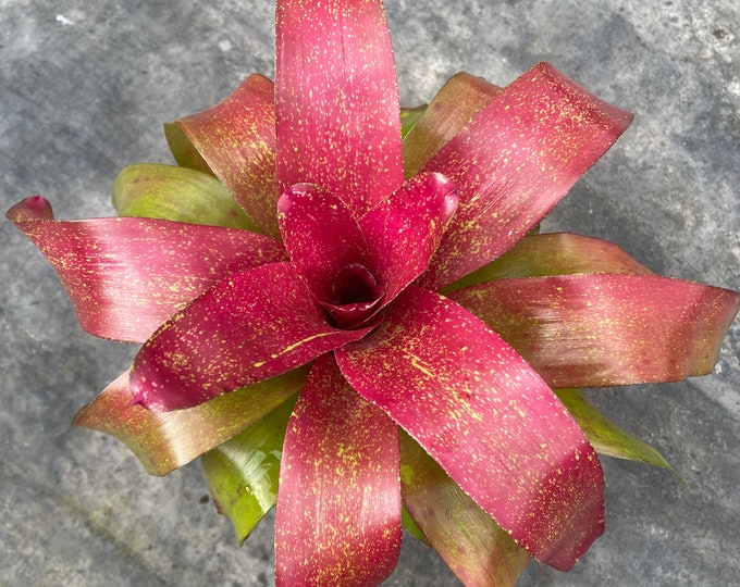 Bromeliad Neoregelia ‘Taffy’