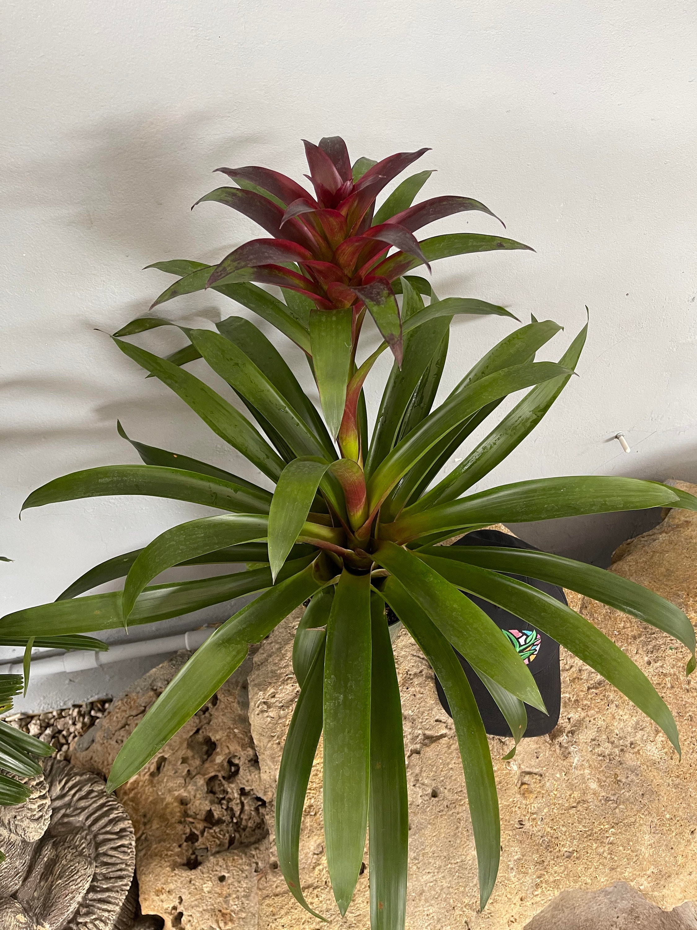 Bromeliad Guzmania 'Purple' Great Indoor Plant Etsy