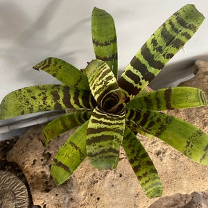 Bromeliad Vriesea 'Green Zebra'