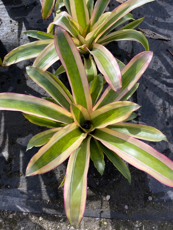 Bromeliad Aechmea Mexicana 'albo Marginata' - Etsy