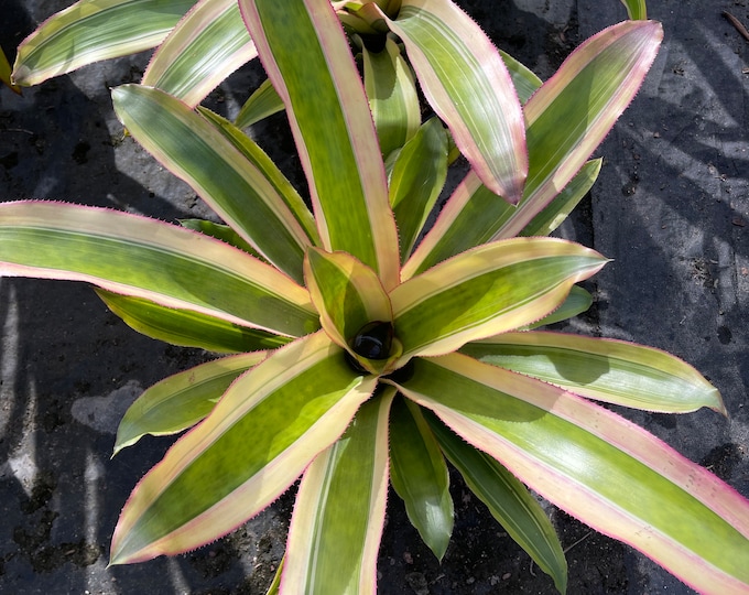 Bromeliad Aechmea mexicana ‘Albo Marginata’