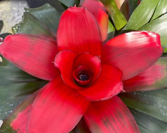 Bromeliad Neoregelia 'King's Ransom'