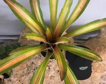 Bromeliad Aechmea 'Alvarez'