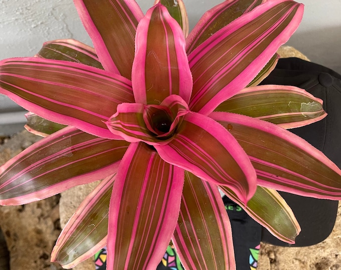 Bromeliad Neoregelia 'Franca'